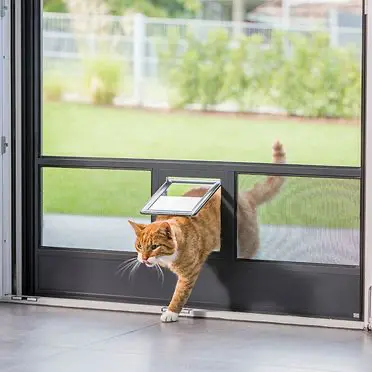 Katze an einer Insektenschutztür mit Haustierklappe